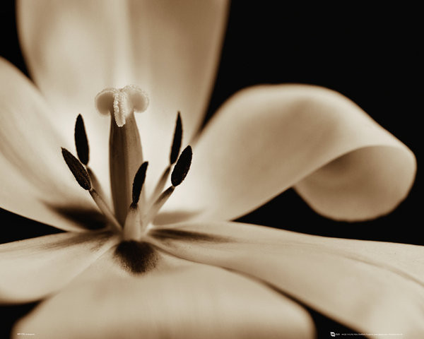Poster Fleurs - tulipe
