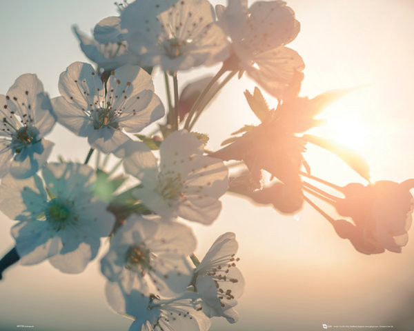 Poster Fleur - soleil