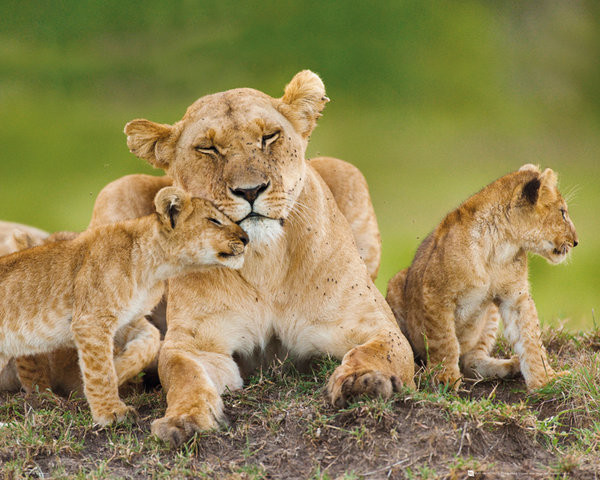 Poster Lioness - And Cubs