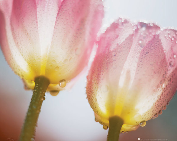 Плакат Blommor - tulip 2