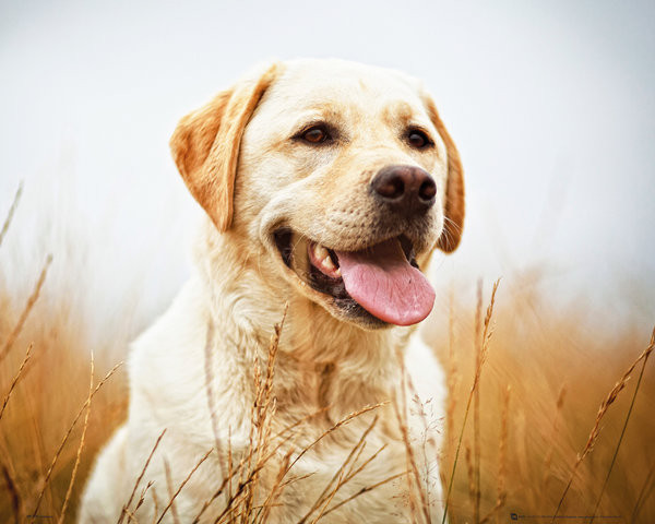 Плакат Labrador - Field
