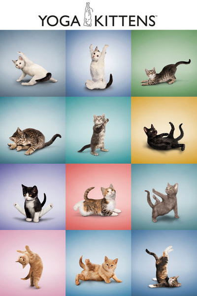 Poster Yoga - Kittens Grid