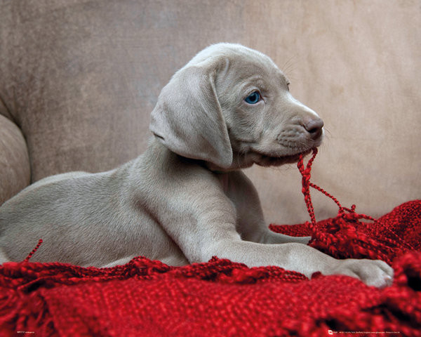 Poster Puppy - Red Blanket