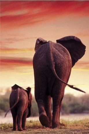 Framed Poster Elephant Sunset