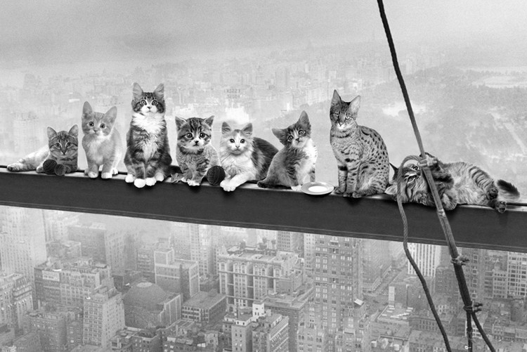 Πλαισιωμένη αφίσα Cats on girder