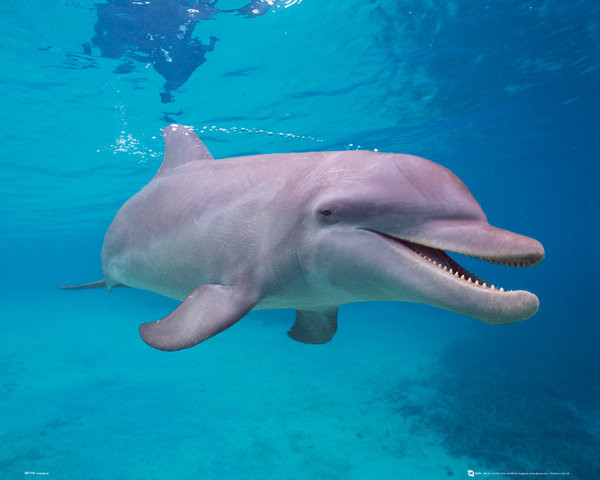 Плакат Dolphin - Underwater