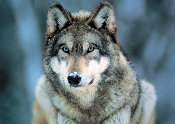 Framed Poster Grey Wolf