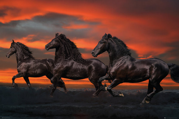 Poster Bob Langrish - Fantasy horses