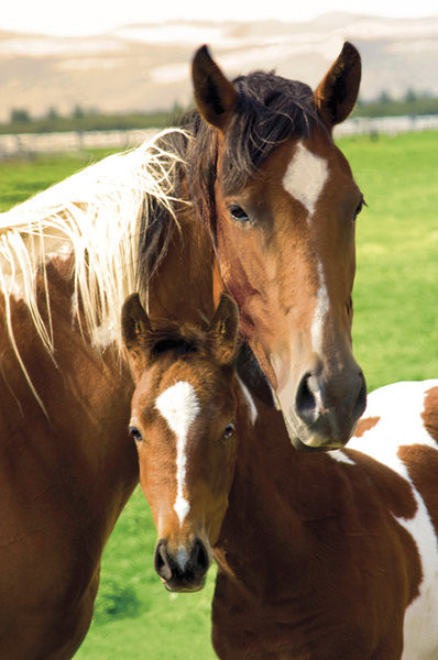 Πλαισιωμένη αφίσα Horses - mare and foal