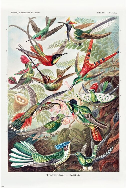 Плакат Ernst Haeckel - Kolibris