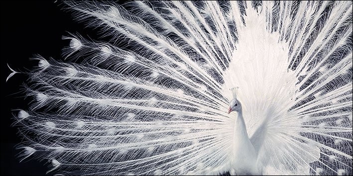 Pôster emoldurado Peacock - Tim Flach