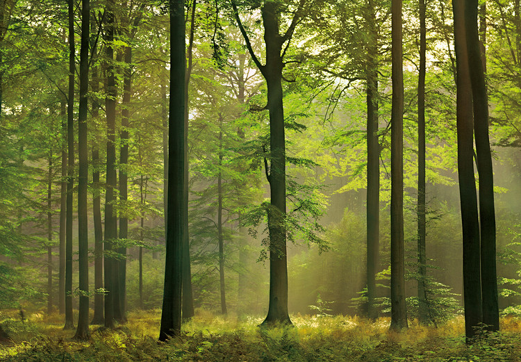Фототапет AUTUMN FOREST