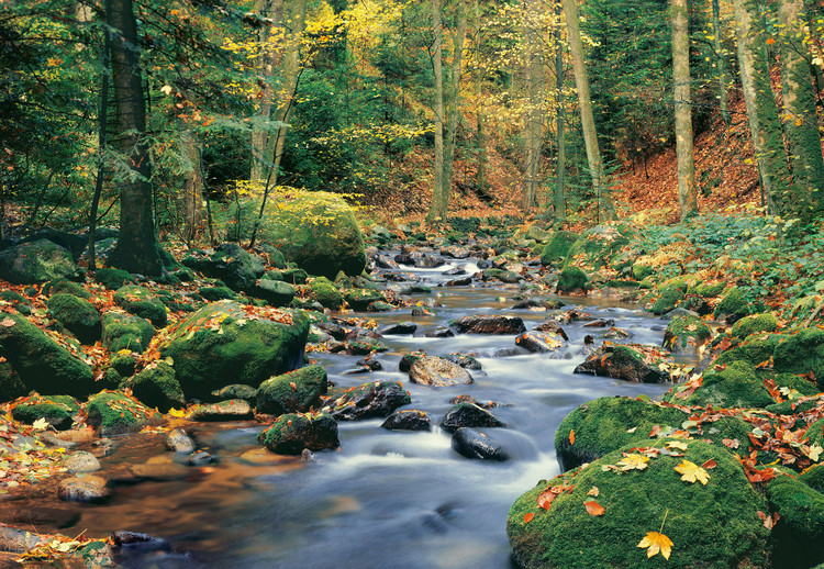 Murais de parede FOREST STREAM
