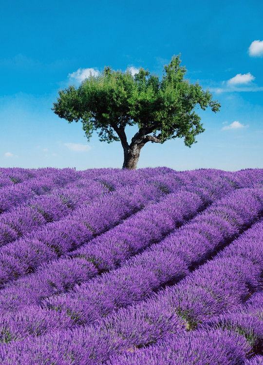 Wall Mural PROVENCE