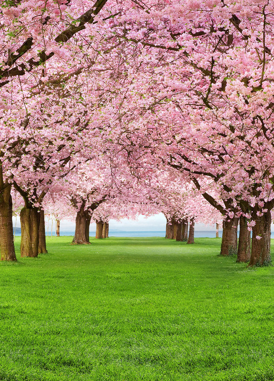 Wall Mural CHERRY TREES