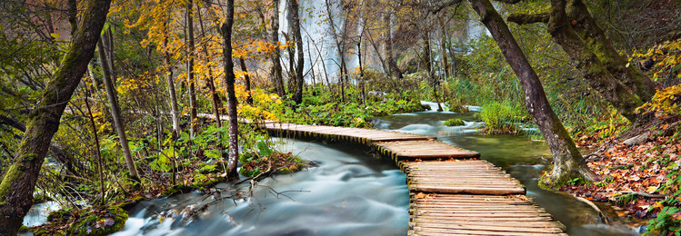 Murais de parede PATH INTO THE FOREST