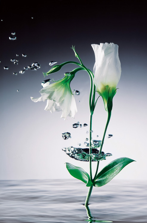 Фотошпалери WEI YING WU - crystal flowers