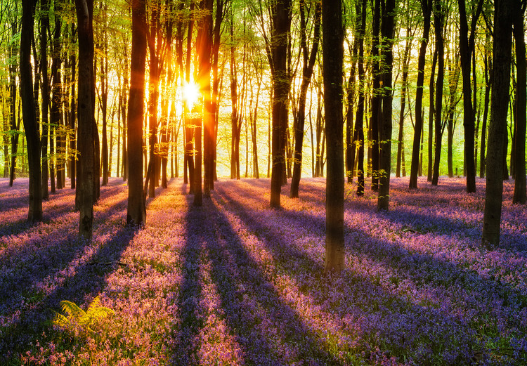 Фотошпалери WOODLAND AT DAWN