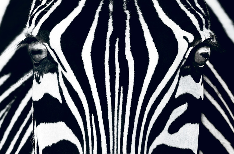 Wall Mural Zebra - Black & White