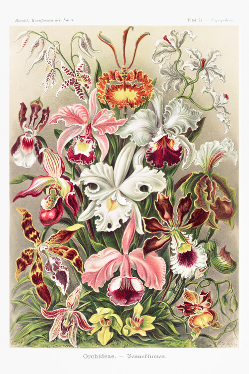 Плакат Ernst Haeckel - Orchideen
