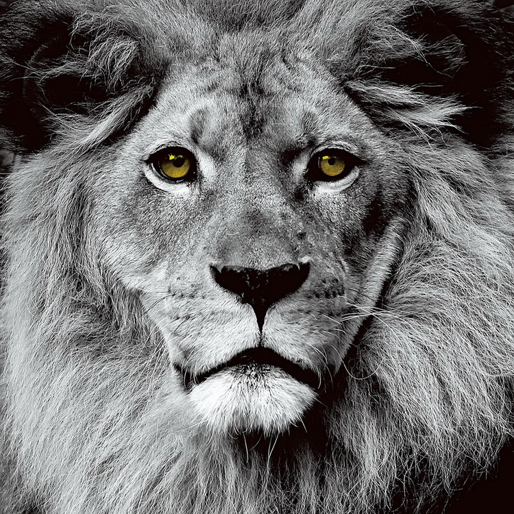 Картина у склі Lion - Pride b&w