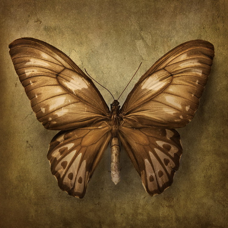 Γυάλινη τέχνη Butterfly - Brown