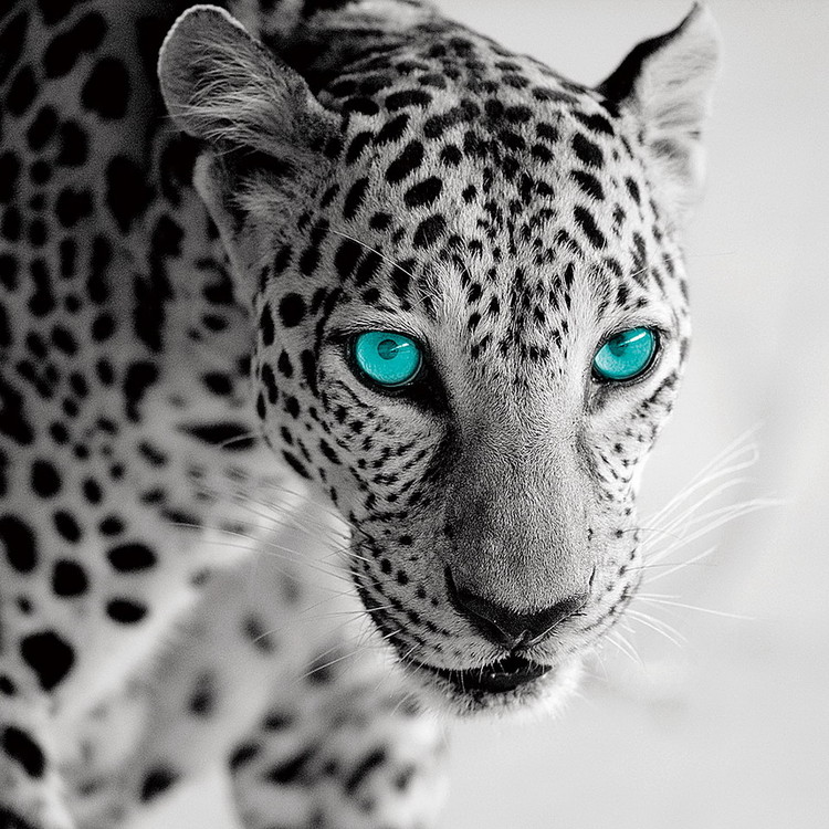 Lasitaulu Leopard b&w