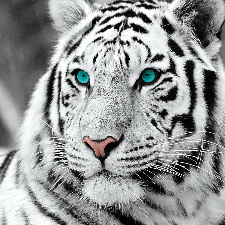 Картина у склі White Tiger - Blue Eyes b&w