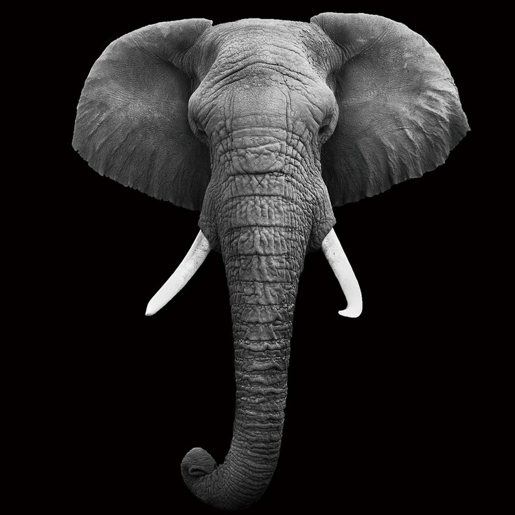 Картина у склі Elephant - Head b&w