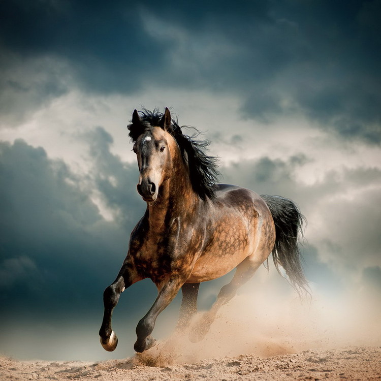 Картина у склі Horse - Running in the Dust
