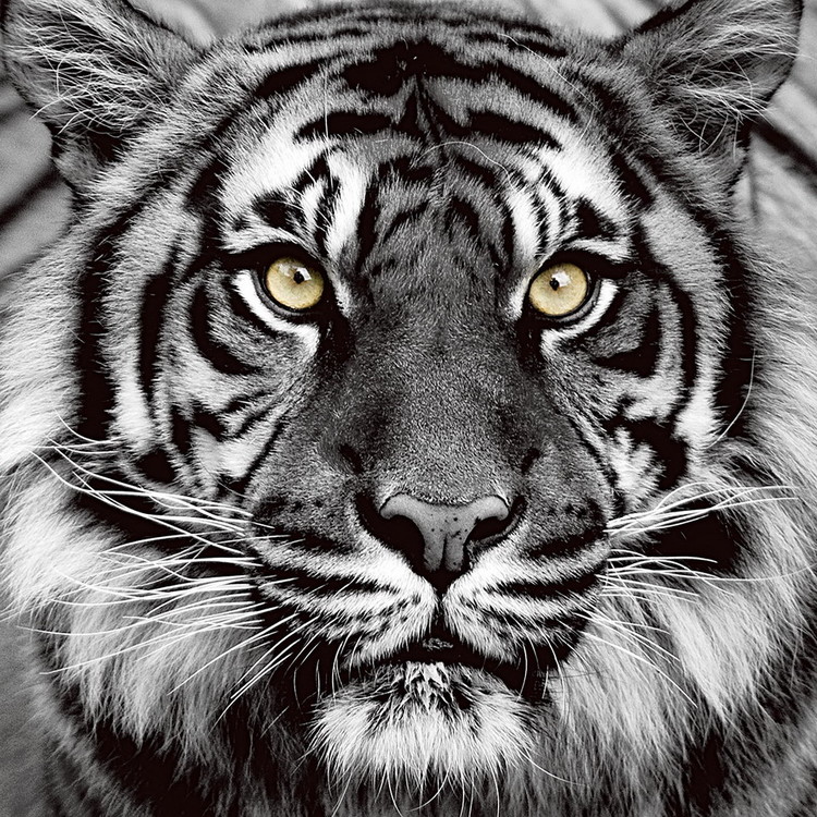 Γυάλινη τέχνη Tiger - Yellow Eyes b&w