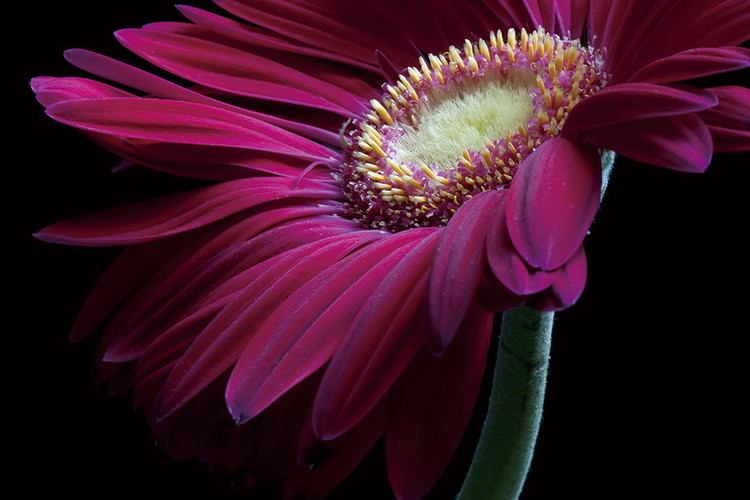 Картина у склі Gerbera - Purple