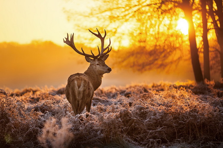 Картина у склі Deer - Sunny Forest