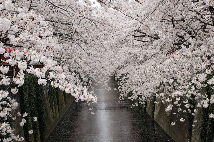 Lasitaulu Path - White Blossoms