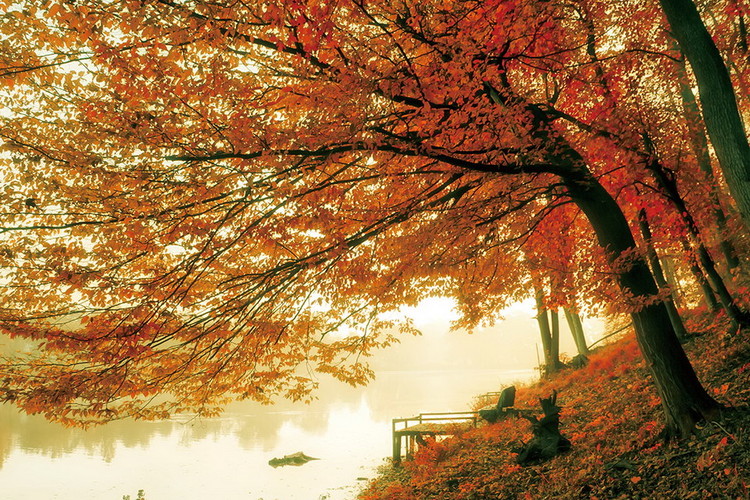 Quadro em vidro Tree - Colored Tree