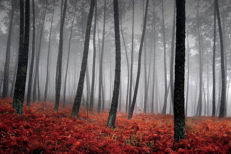 Γυάλινη τέχνη Forest - Red Leaves