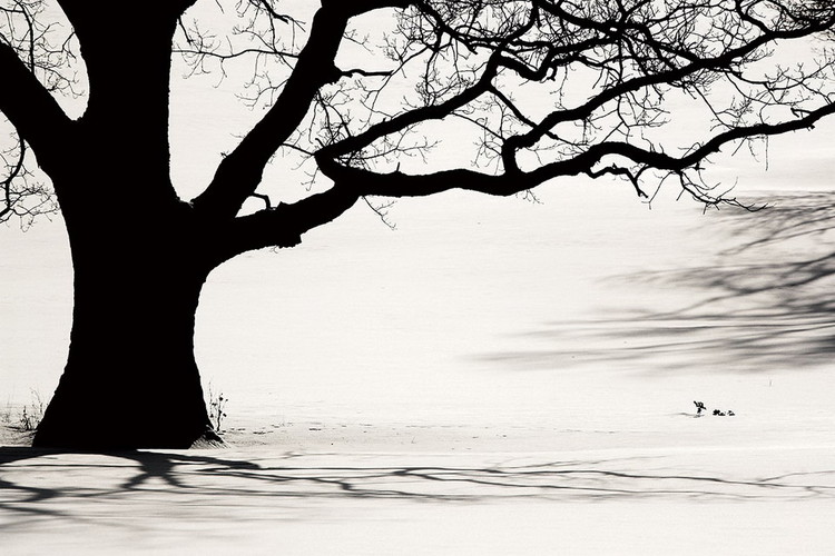 Γυάλινη τέχνη Tree - Black and White