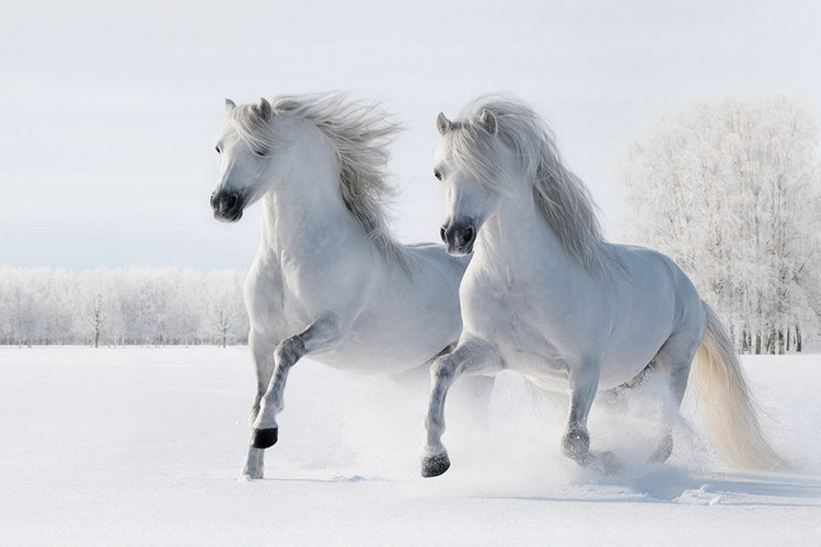Картина у склі Horses - Two White Horses