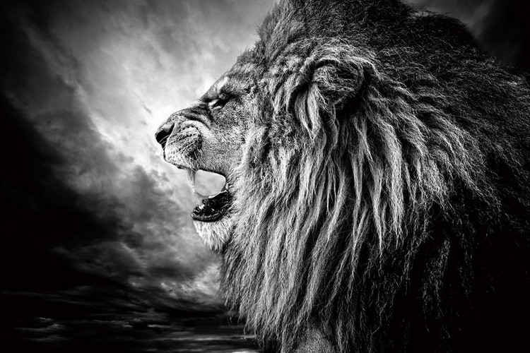 Γυάλινη τέχνη Lion - Lion at Night