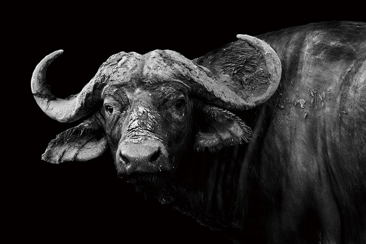 Γυάλινη τέχνη Bison - Black and White