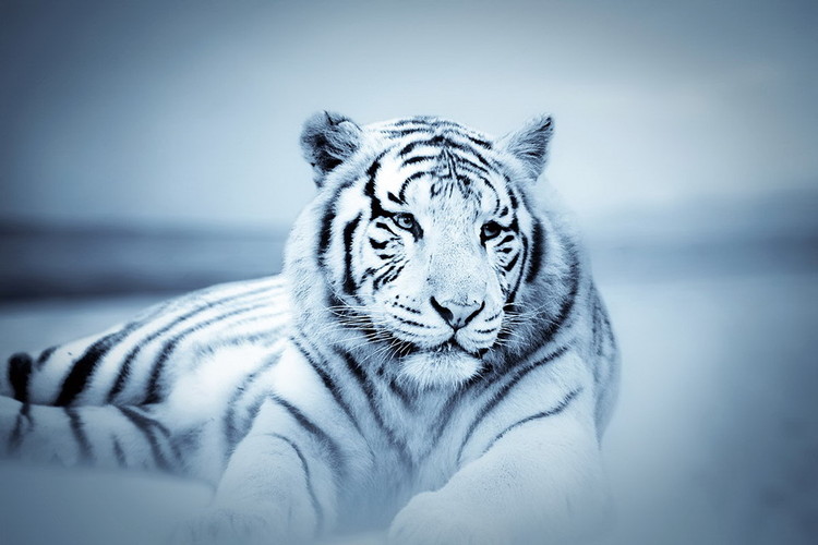 Картина у склі Tiger - White Tiger