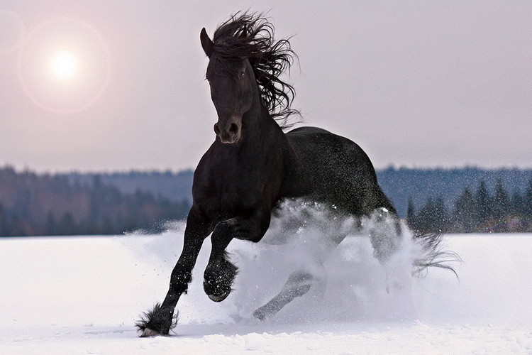 Картина у склі Horse - Black Horse in the Snow