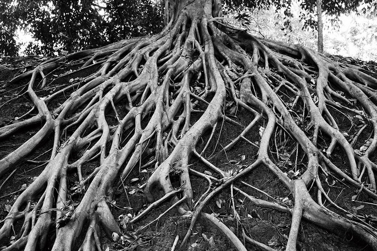 Γυάλινη τέχνη Tree - Black and White Roots