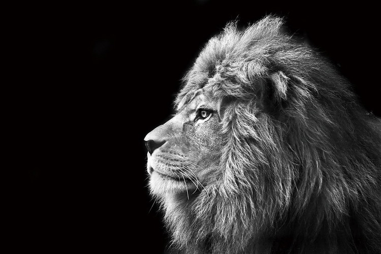 Картина у склі Lion - Black and White