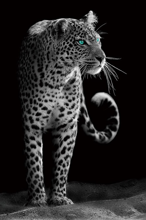 Γυάλινη τέχνη Gepard - Black and White