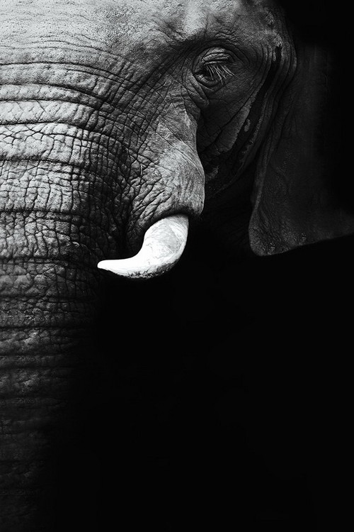 Γυάλινη τέχνη Elephant - Black and White