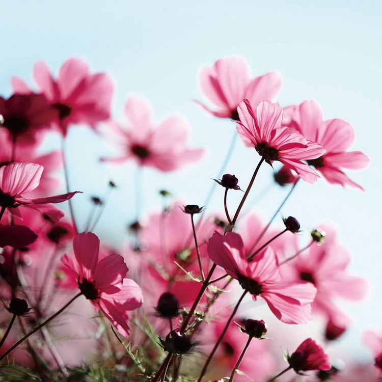 Картина у склі Pink Flower in the Meadow