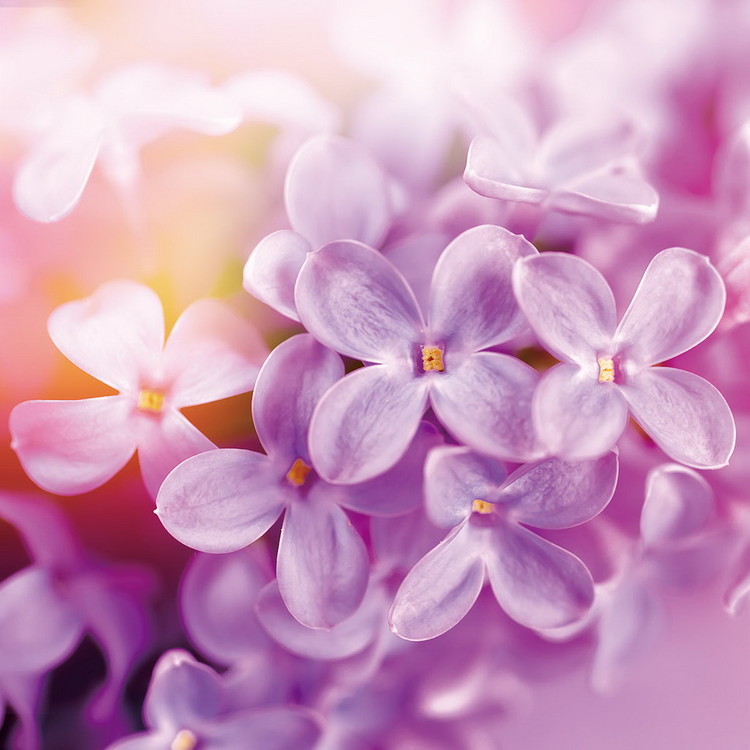 Картина у склі Puprle Blossoms