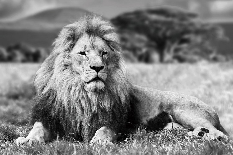 Γυάλινη τέχνη Lion - Lying b&w