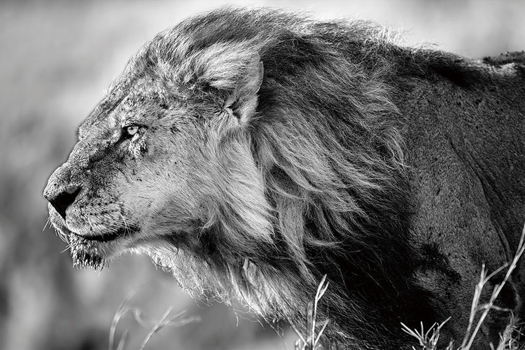 Картина у склі Lion - Black and White Lion